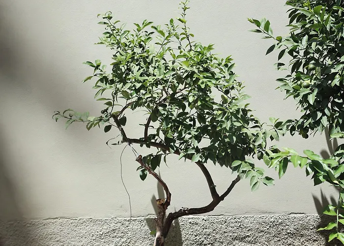 Emar 3* ティラナ